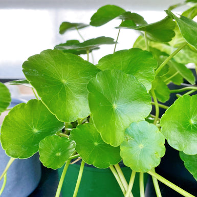 Marsh Pennywort