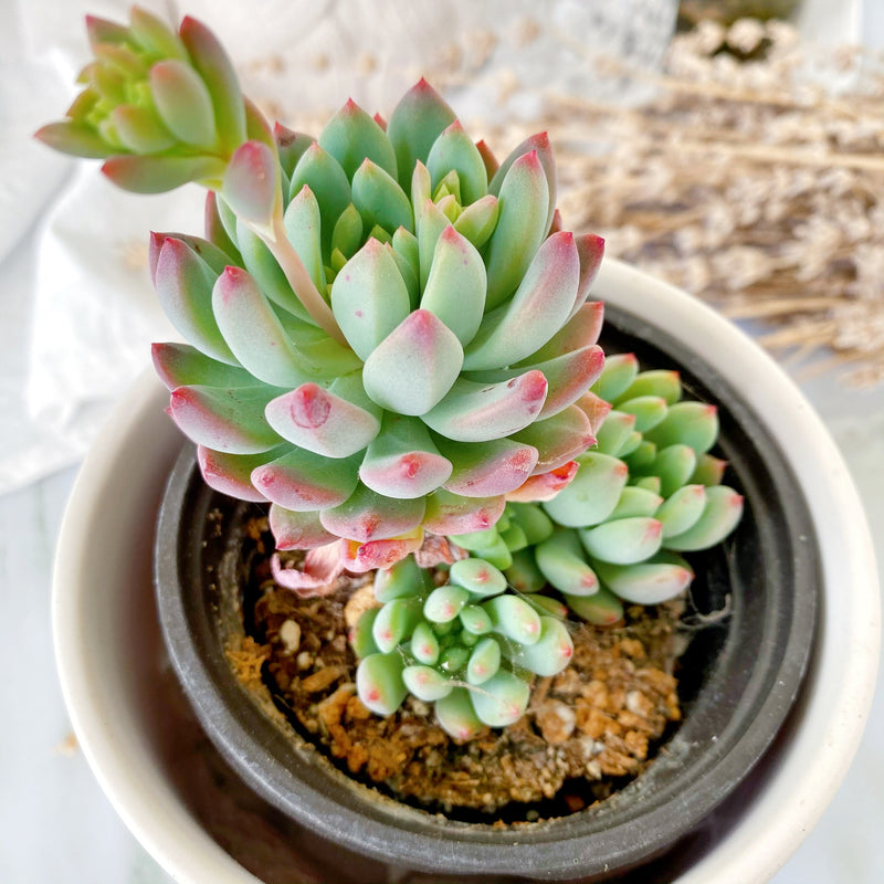 blue elf succulent propagation Sedeveria Blue Elf