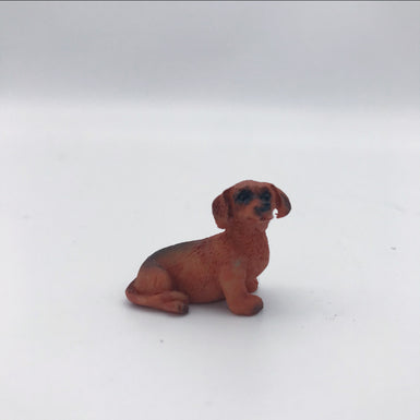 Dachshund