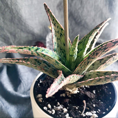 Aloe Christmas Carol