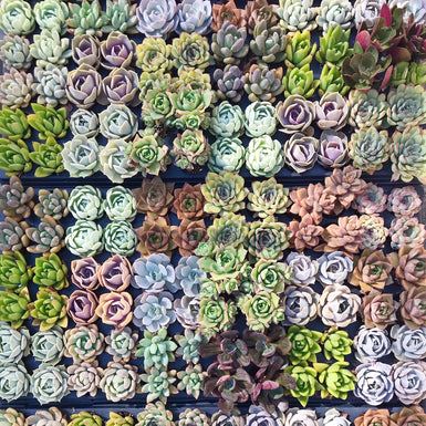 Assorted Succulent Plugs