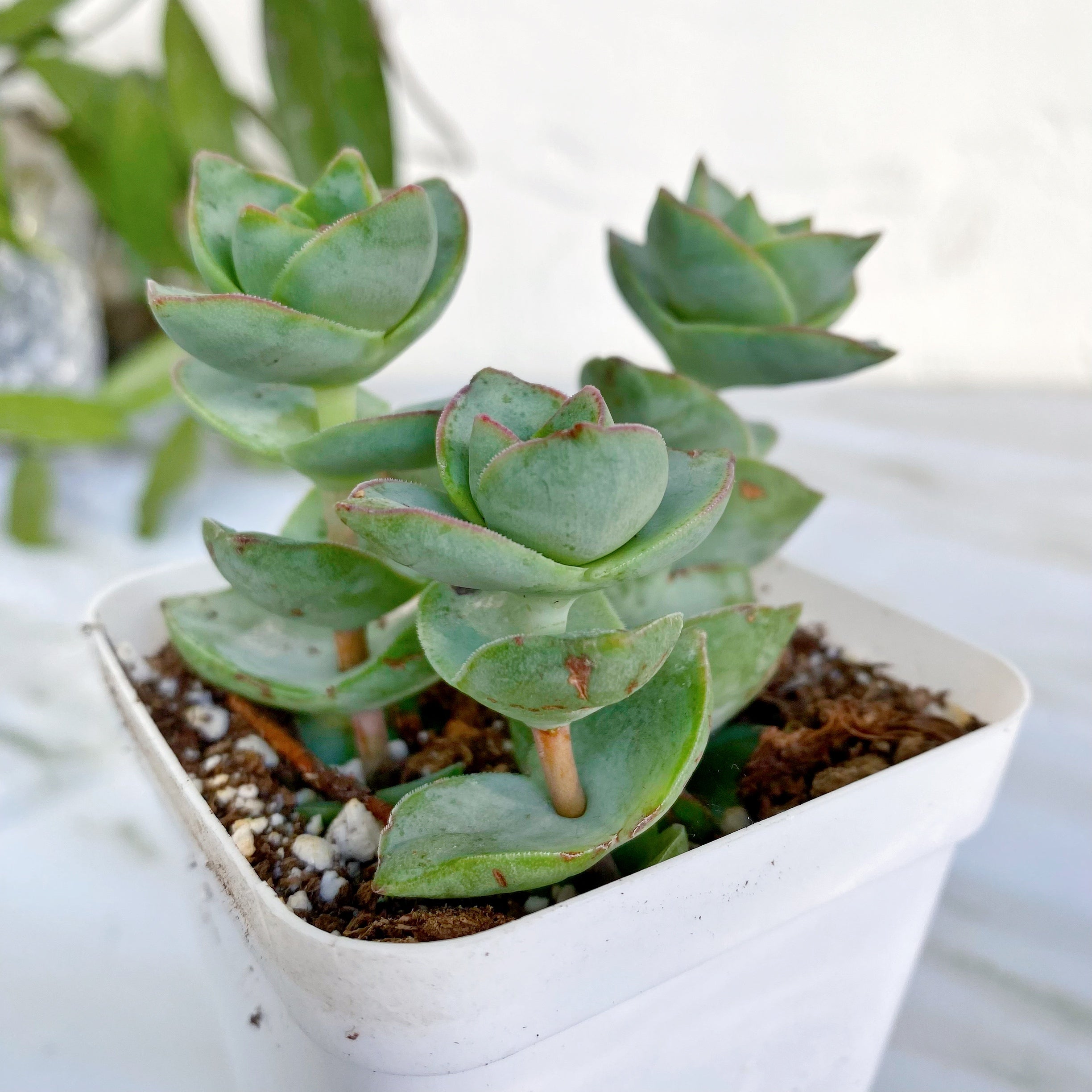 conjuncta succulent Crassula Conjuncta