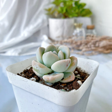 Ice Green
