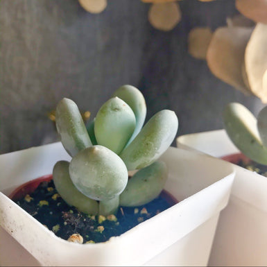 Pachyphytum Oviferum