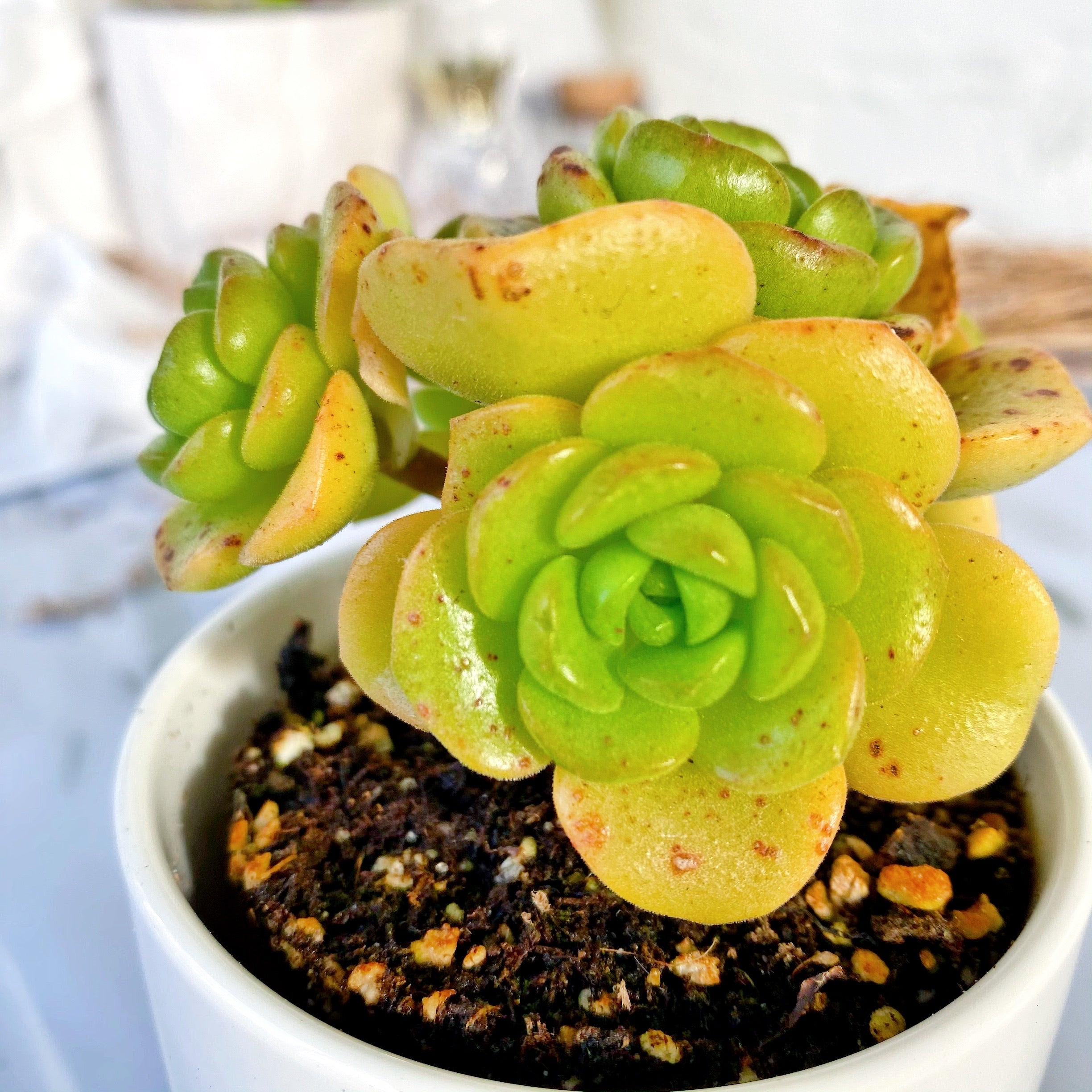 lily pad succulent Aeonium Lily Pad