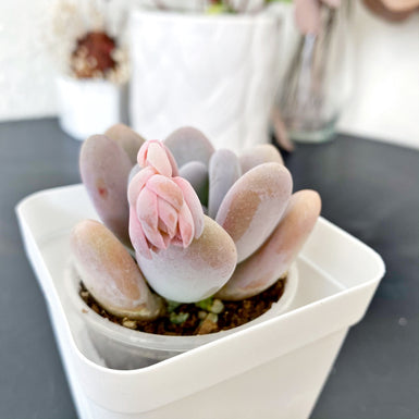 silver springtime succulent Silver Springtime – nVi Garden