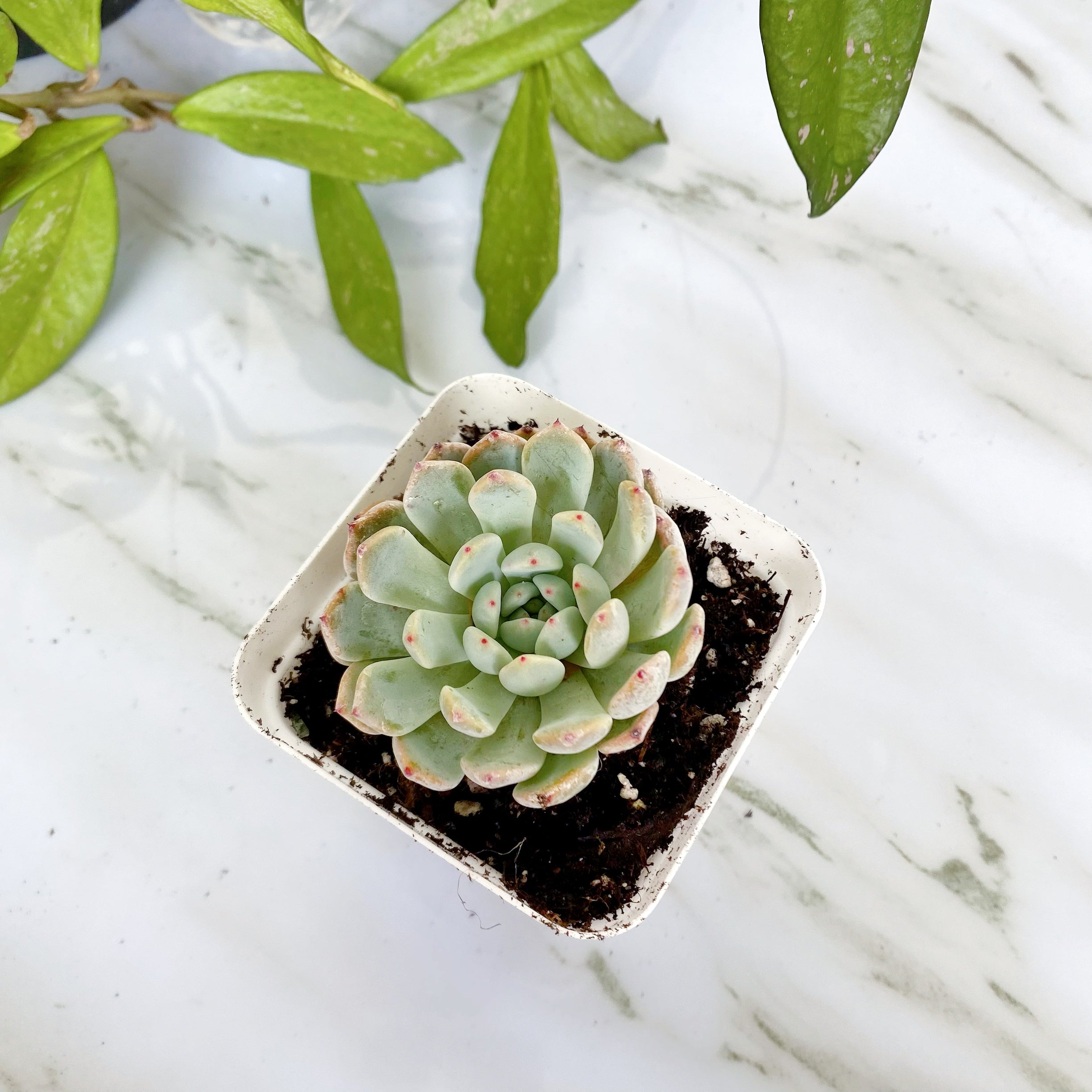 snow angel succulent Snow Angel – nVi Garden