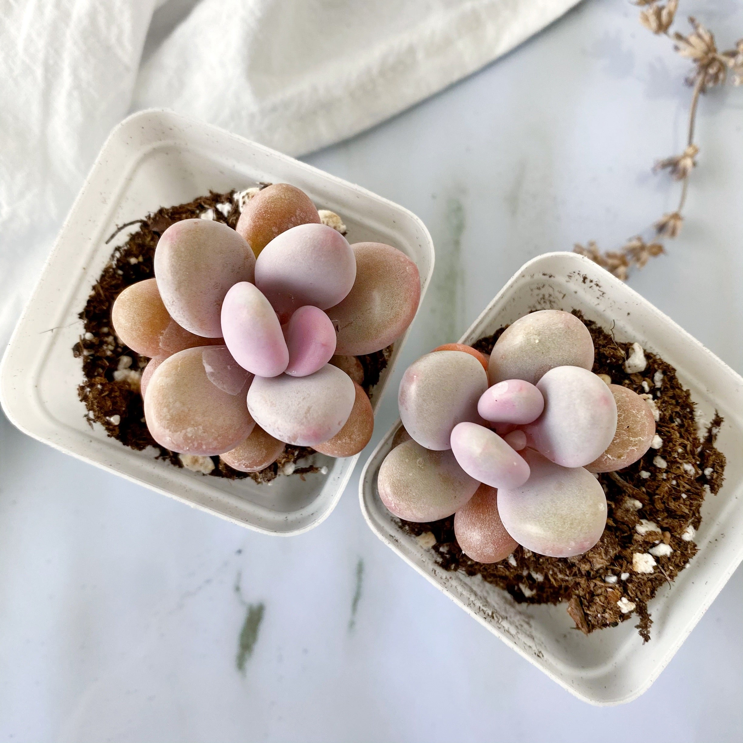 pink moonstone succulent Pink Moonstone – nVi Garden