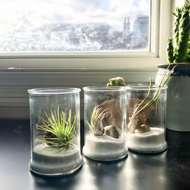 Air Plant Favors - out of stock - accepting preorders