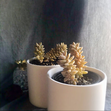 Sedeveria unknown