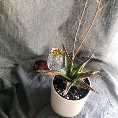 Aloe Christmas Carol