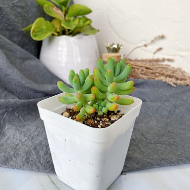 Sedum Pachyphyllum Rose