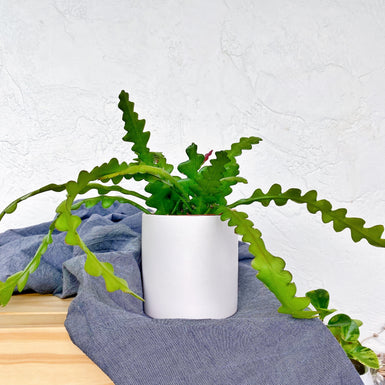 Zig zag cactus