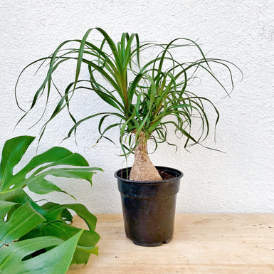 Ponytail Palm