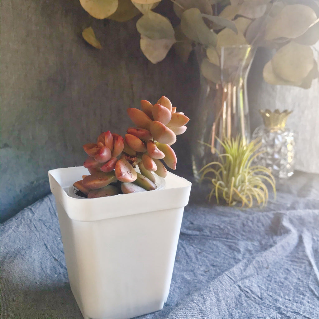 graptosedum bronze succulent Graptosedum Bronze
