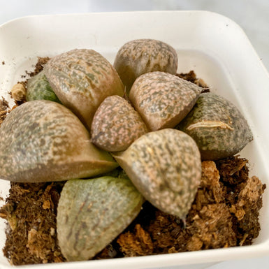 Haworthia Yuki Keshiki