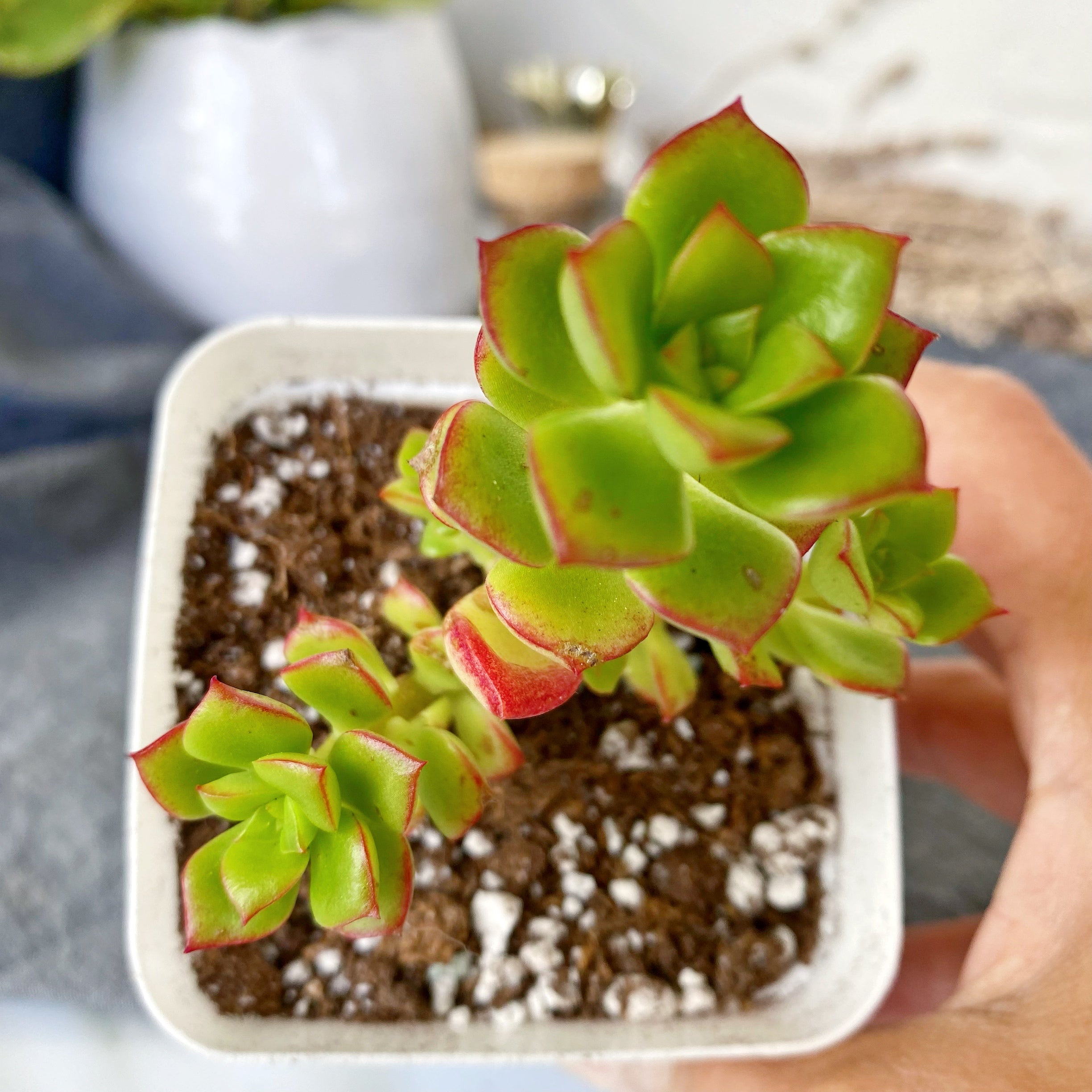 supia succulent Supia – nVi Garden