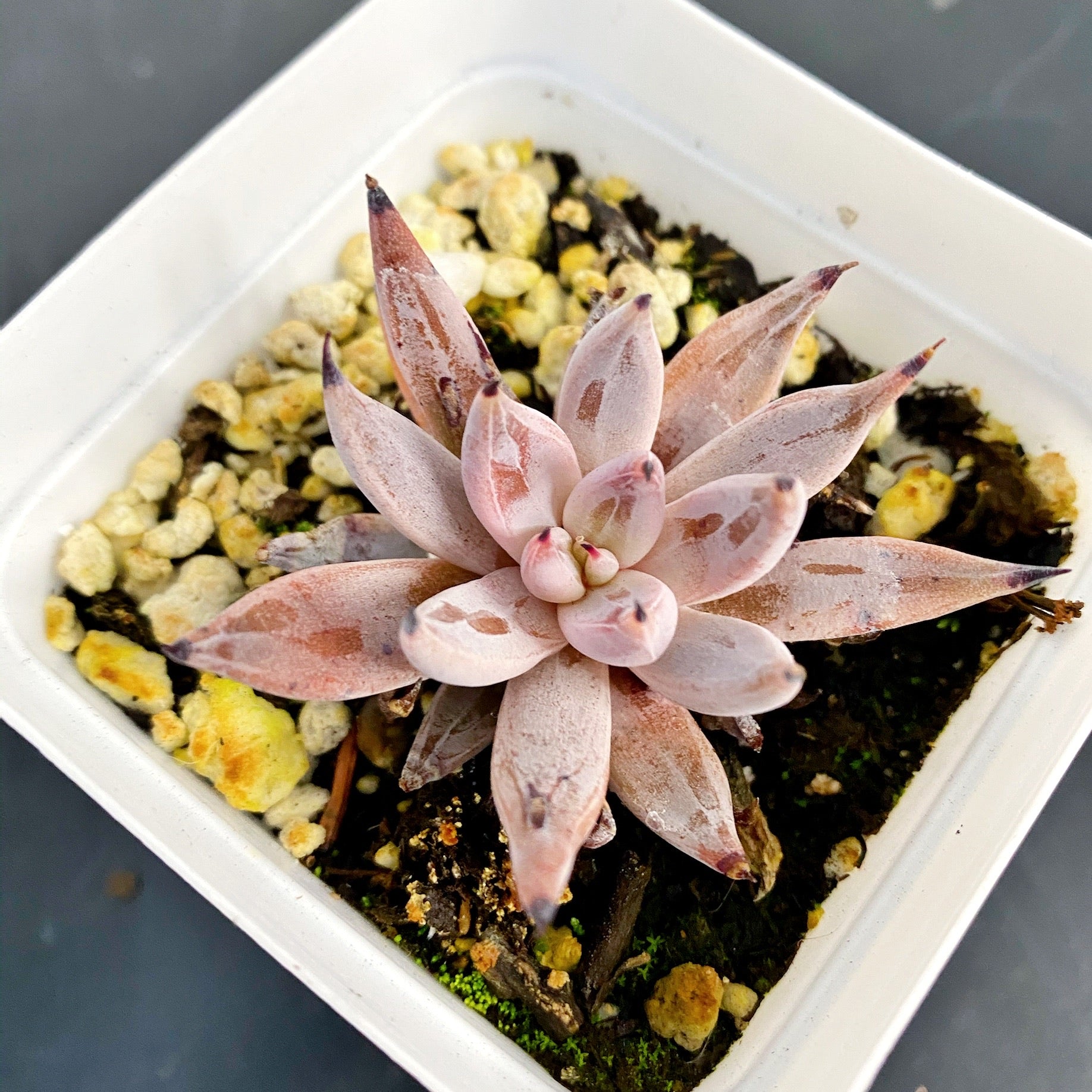 unguiculata succulent Unguiculata – nVi Garden