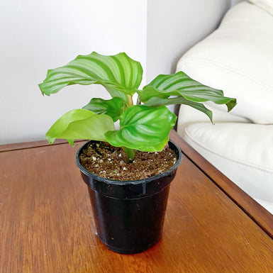 Calathea Orbifolia