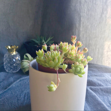 Graptopetalum Macdougallii