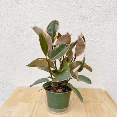 Rubber Plant Tineke