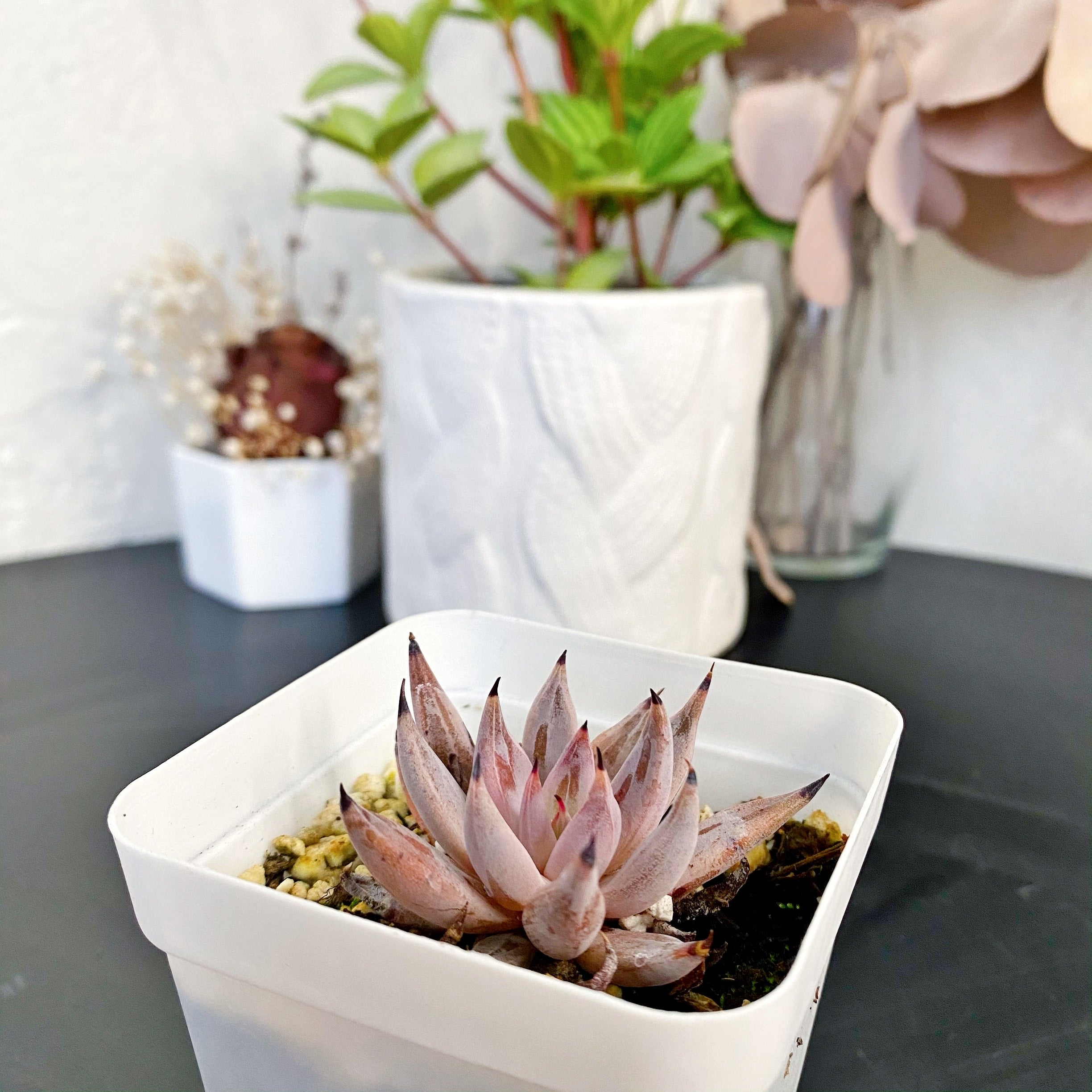 unguiculata succulent Unguiculata – nVi Garden