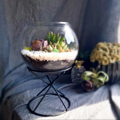 Orbit Terrarium