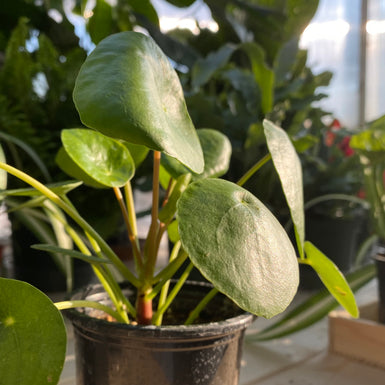 Peperomia Pilea