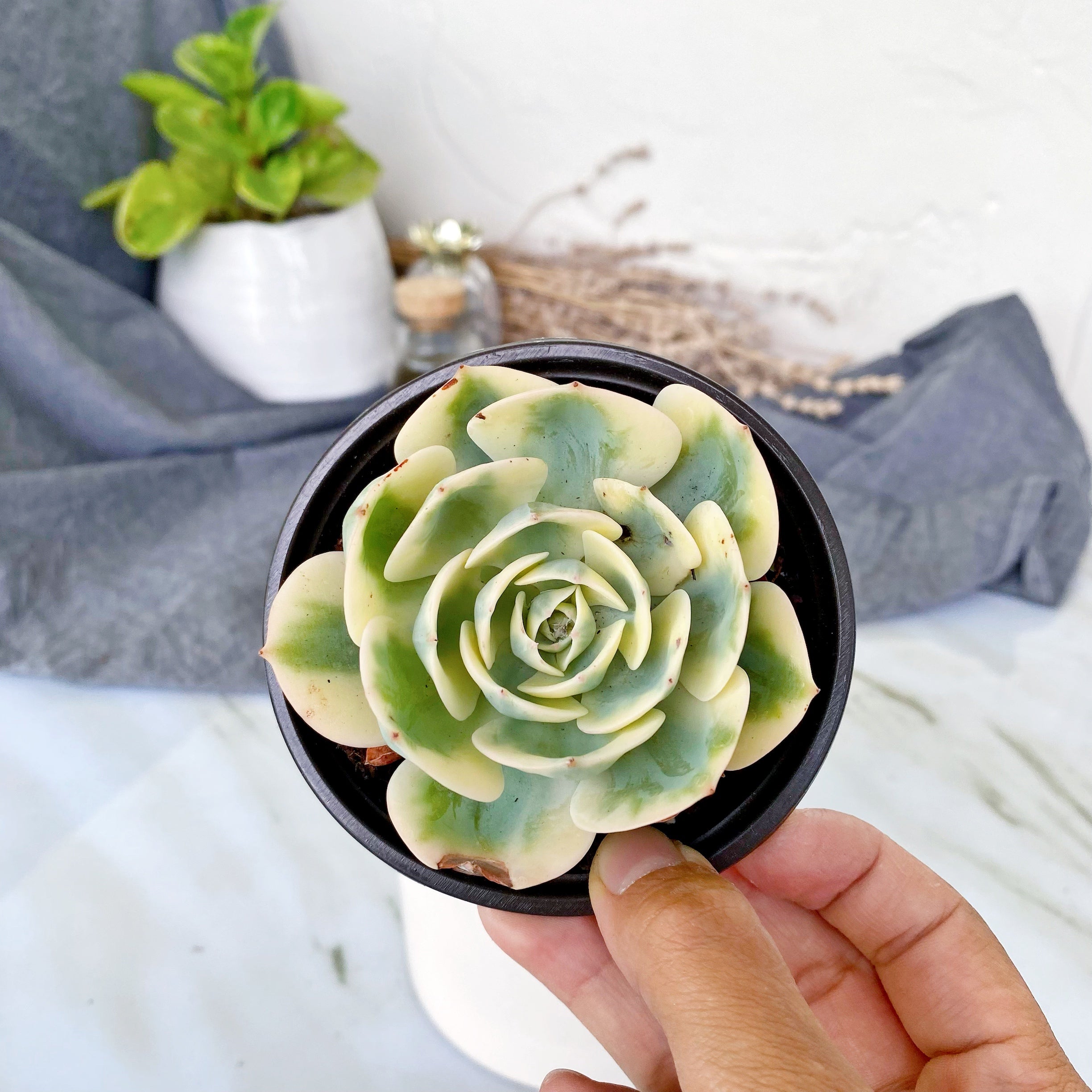lenore dean succulent Echeveria Lenore Dean – nVi Garden