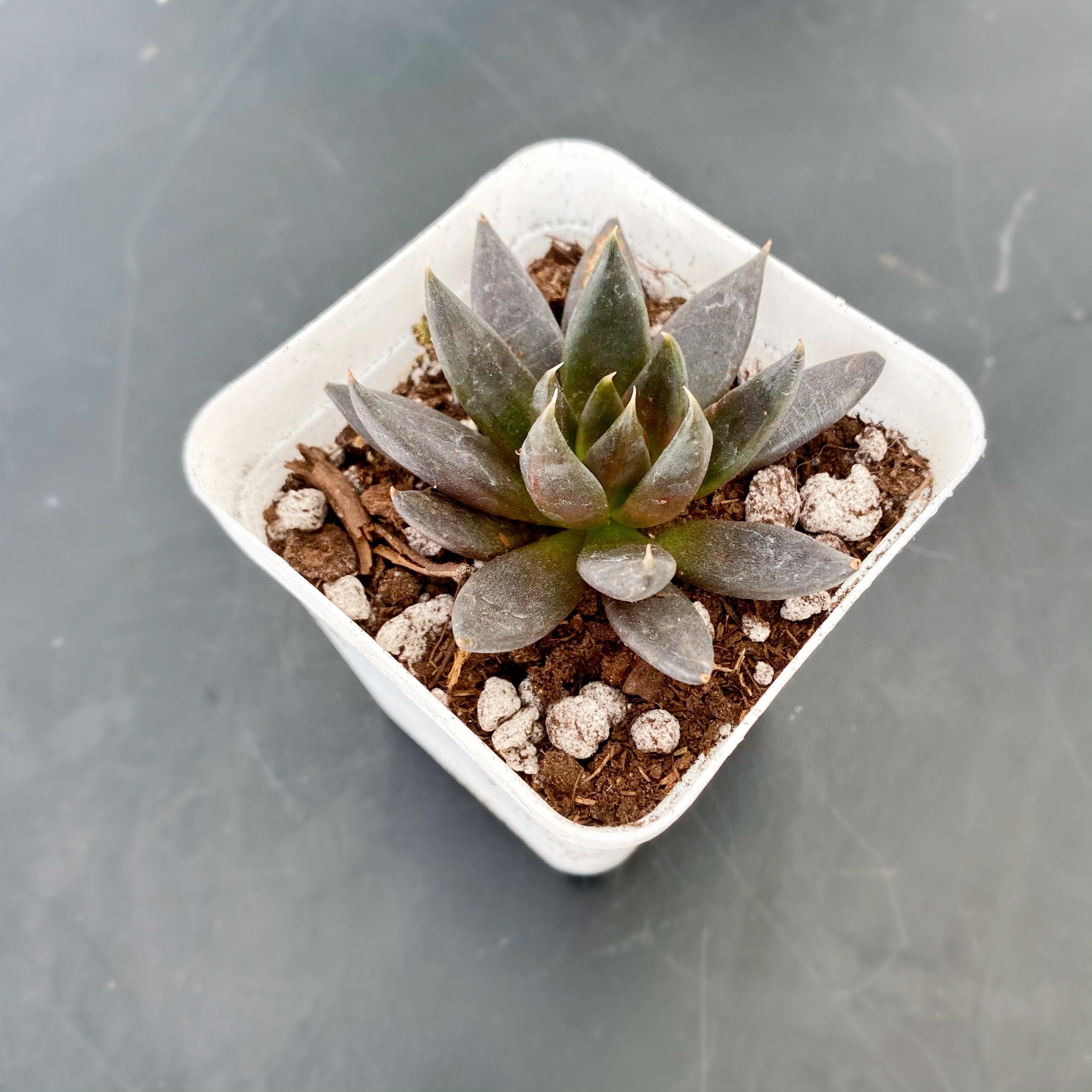 black knight succulent propagation Black Knight – nVi Garden