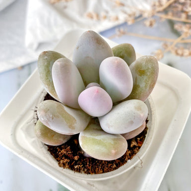 Lavender Pebbles