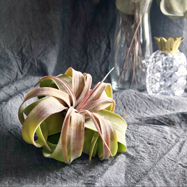 Xerographica