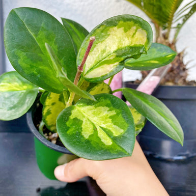 Hoya Australis Varigata
