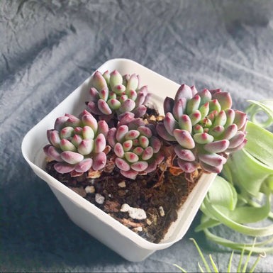 Sedeveria Blue Elf