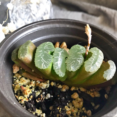Haworthia Truncata Schonand