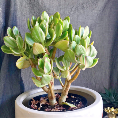 Crassula ovata 'Tricolor'
