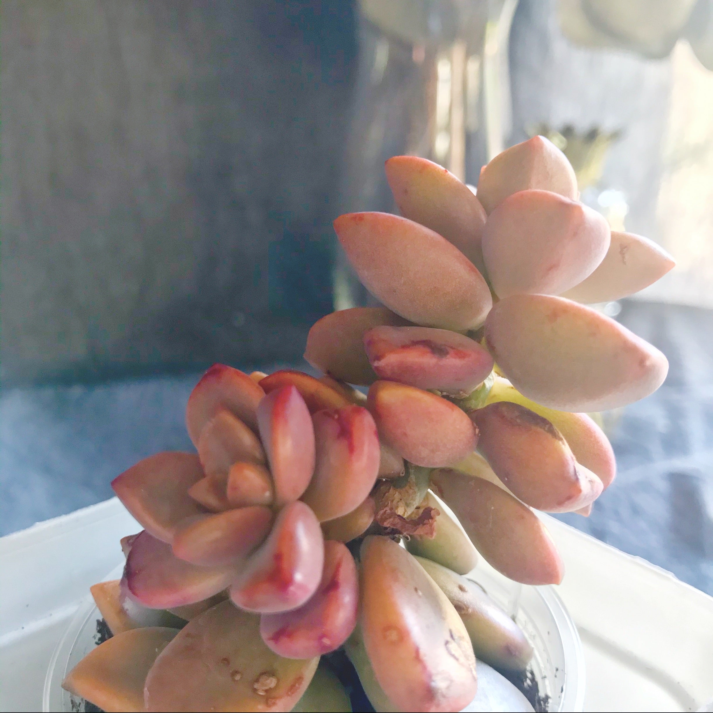 graptosedum bronze succulent Graptosedum Bronze – nVi Garden