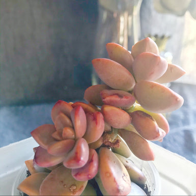 Graptosedum Bronze