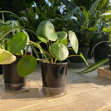 Peperomia Pilea