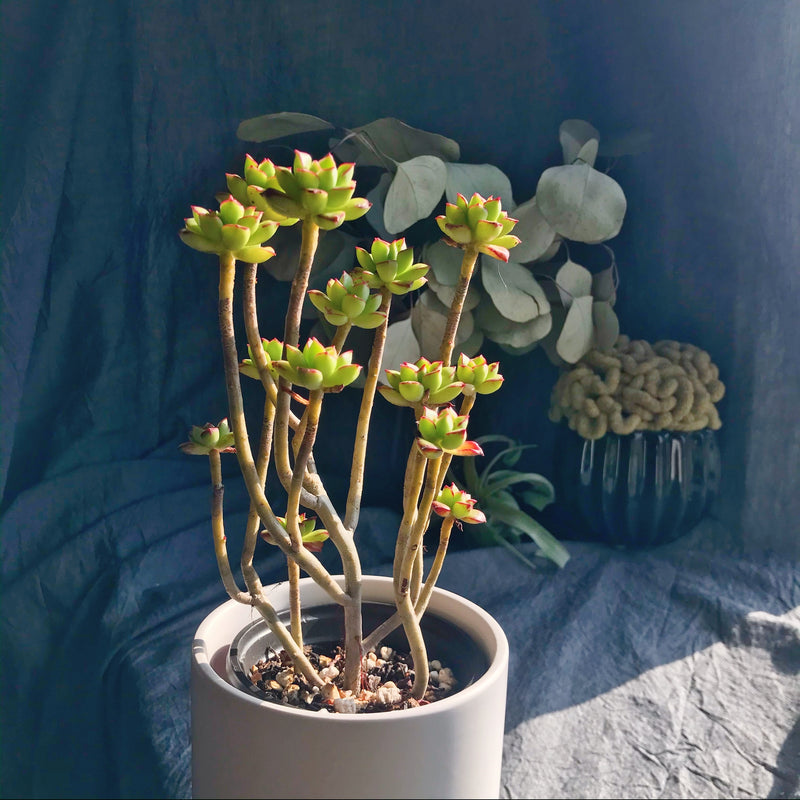 supia succulent Supia