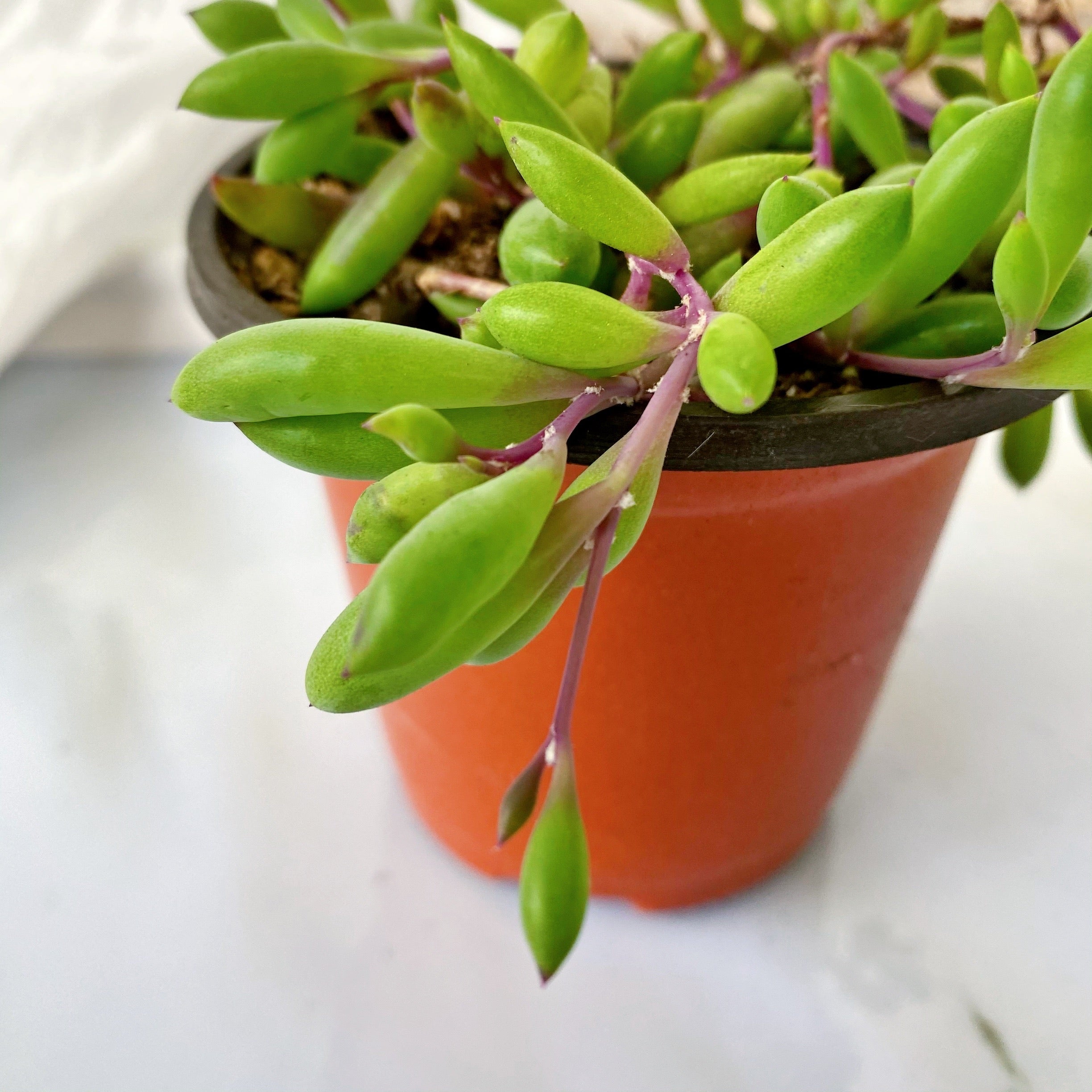 purple flush succulent Purple flush
