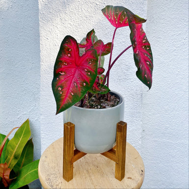 Caladium Red Flash