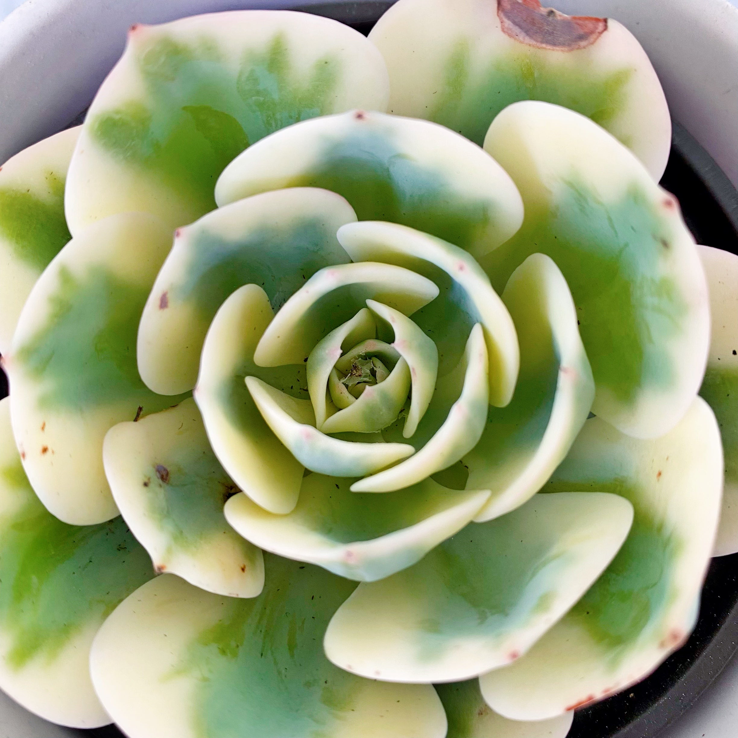 lenore dean succulent Echeveria Lenore Dean – nVi Garden