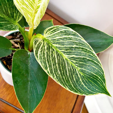 Philodendron Birkin