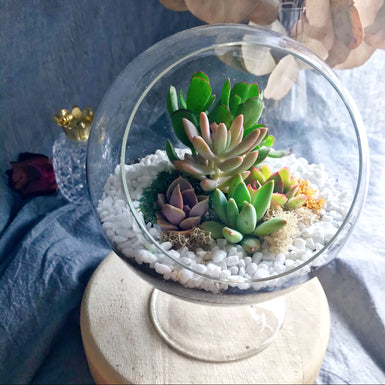 6” New Terrarium