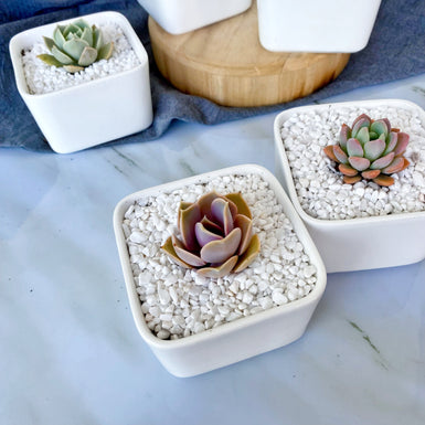 Square Favors