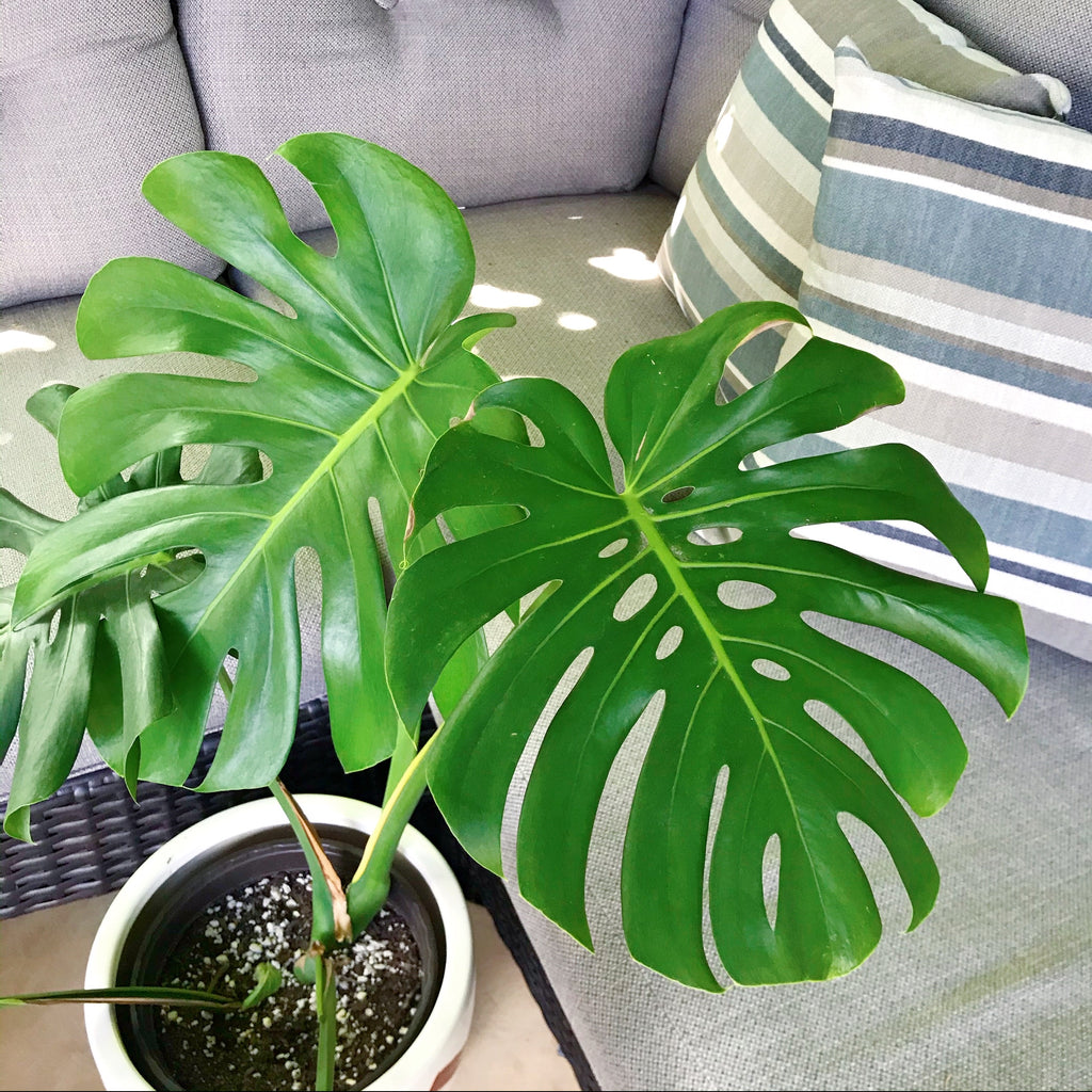 monstera plant toronto Monstera Deliciosa – nVi Garden