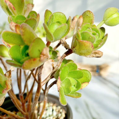 Aeonium Saundersii