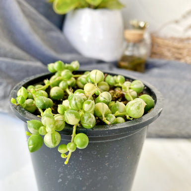 Variegated String of Pearls