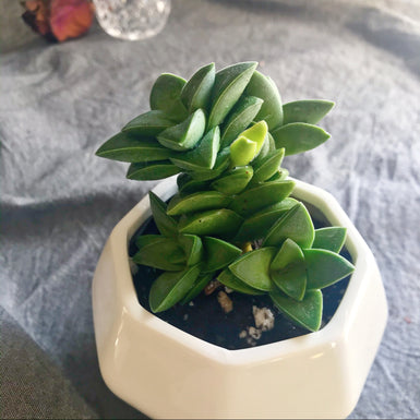 Crassula Moonglow